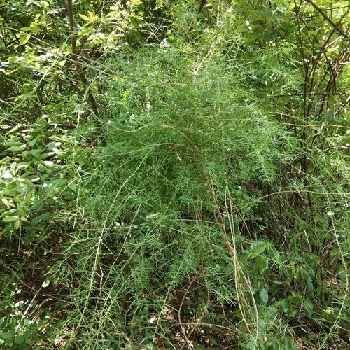 中草药新鲜现挖天门500g优质天冬泡酒生货天冬草天门冬