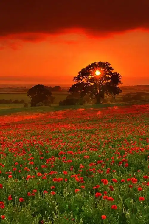 iphone 6 plus唯美风景图片高清苹果手机壁纸下载