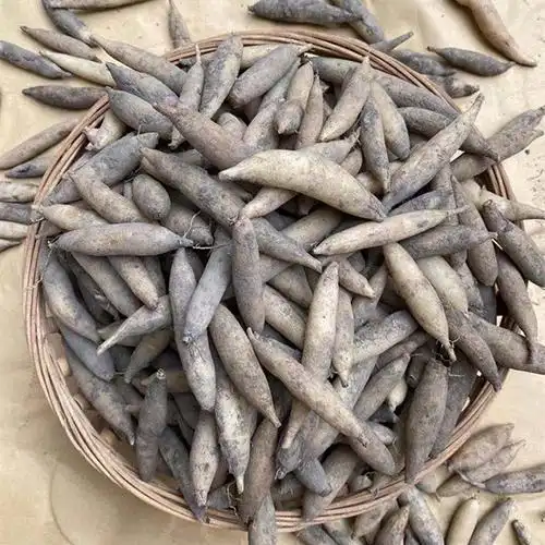 广西深山野生天冬500g克中药材现挖新鲜天门冬天冬草泡酒炖汤煲汤