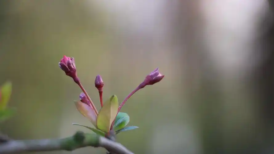 绿叶,叶子,果树,垂丝海棠,植物花卉垂丝海棠嫩叶图片 绿叶,叶子,果树