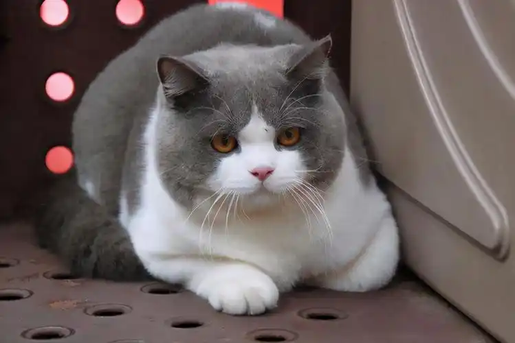 蓝猫怎么看品相,刚出生的英短蓝猫小猫怎么挑选 - 花颜茶语