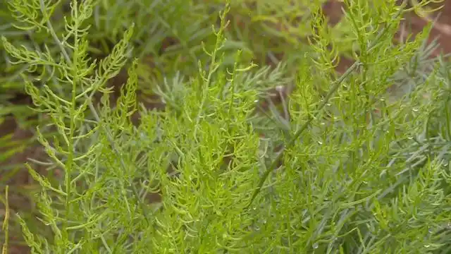 天门冬图片野生,目前已有商家冬科批量订购了还未采收的天冬,野生天门