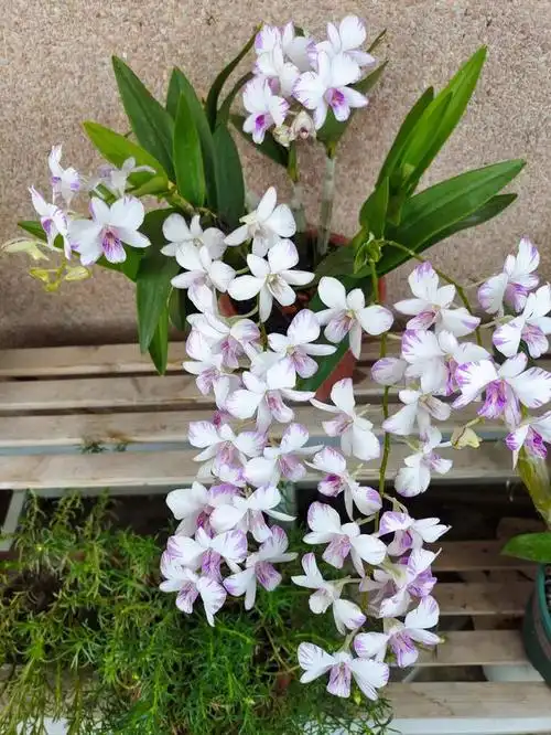 三款好养易活勤花花期长的秋石斛花,推荐给喜欢养花的你 - 西瓜视频