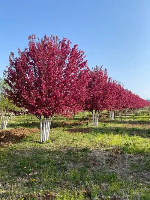 北美系列 王族光辉 丛生红叶海棠树苗产地供应-阿里巴巴