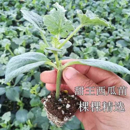 甜王8424西瓜苗子种子甜瓜苗红玉美都京新各种瓜苗甜度高春秋种植