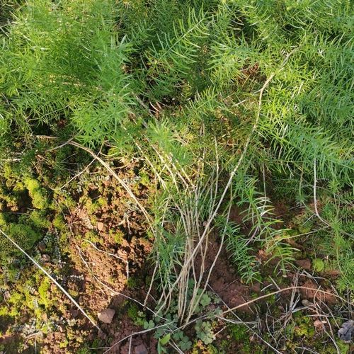 北京同仁堂 四川野生天冬草泡酒新鲜天门冬中药材川天冬根新货大门冬