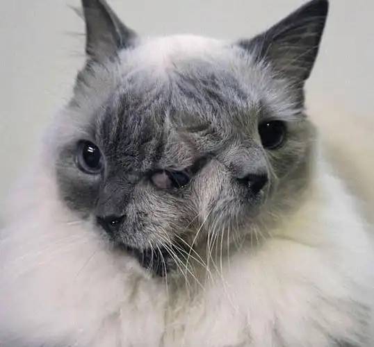 世界上最长寿的"双面猫"近日去世 享年15岁