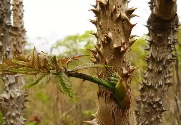 山上生长的楤木全身都是刺,这种树有什么作用呢?_网易订阅